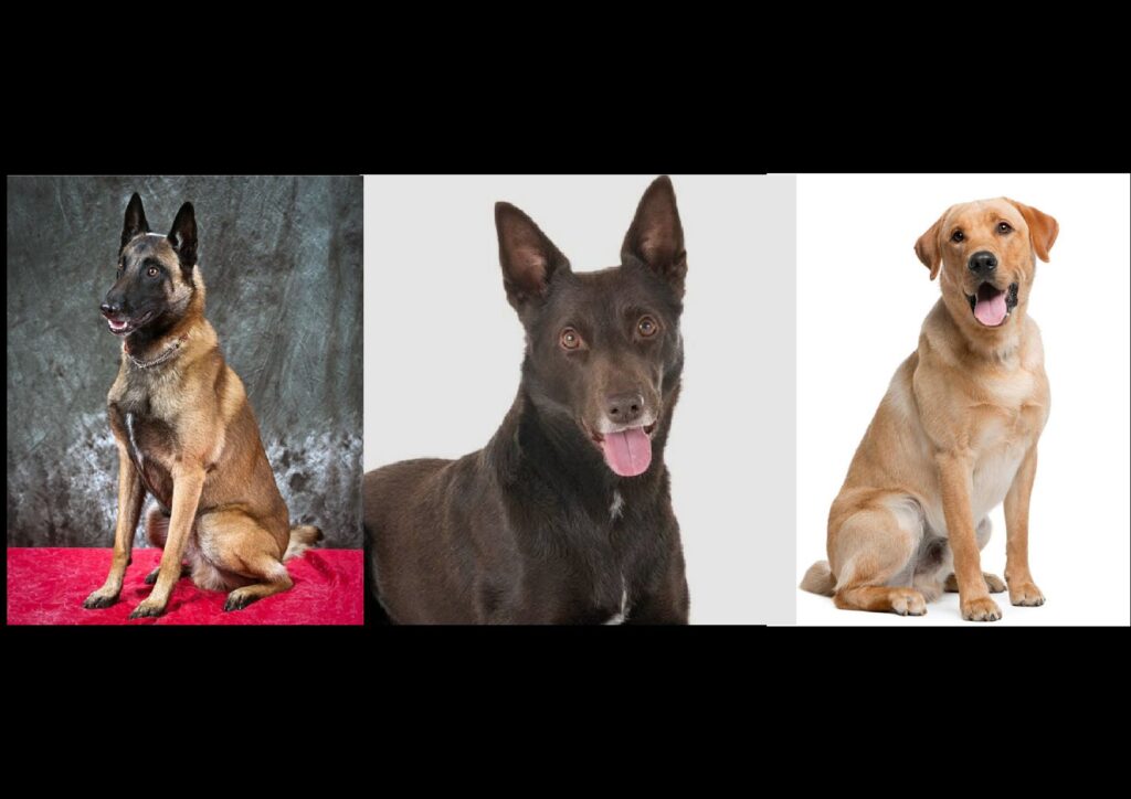 Descubra as raças mais inteligentes e mais burras dos cachorros